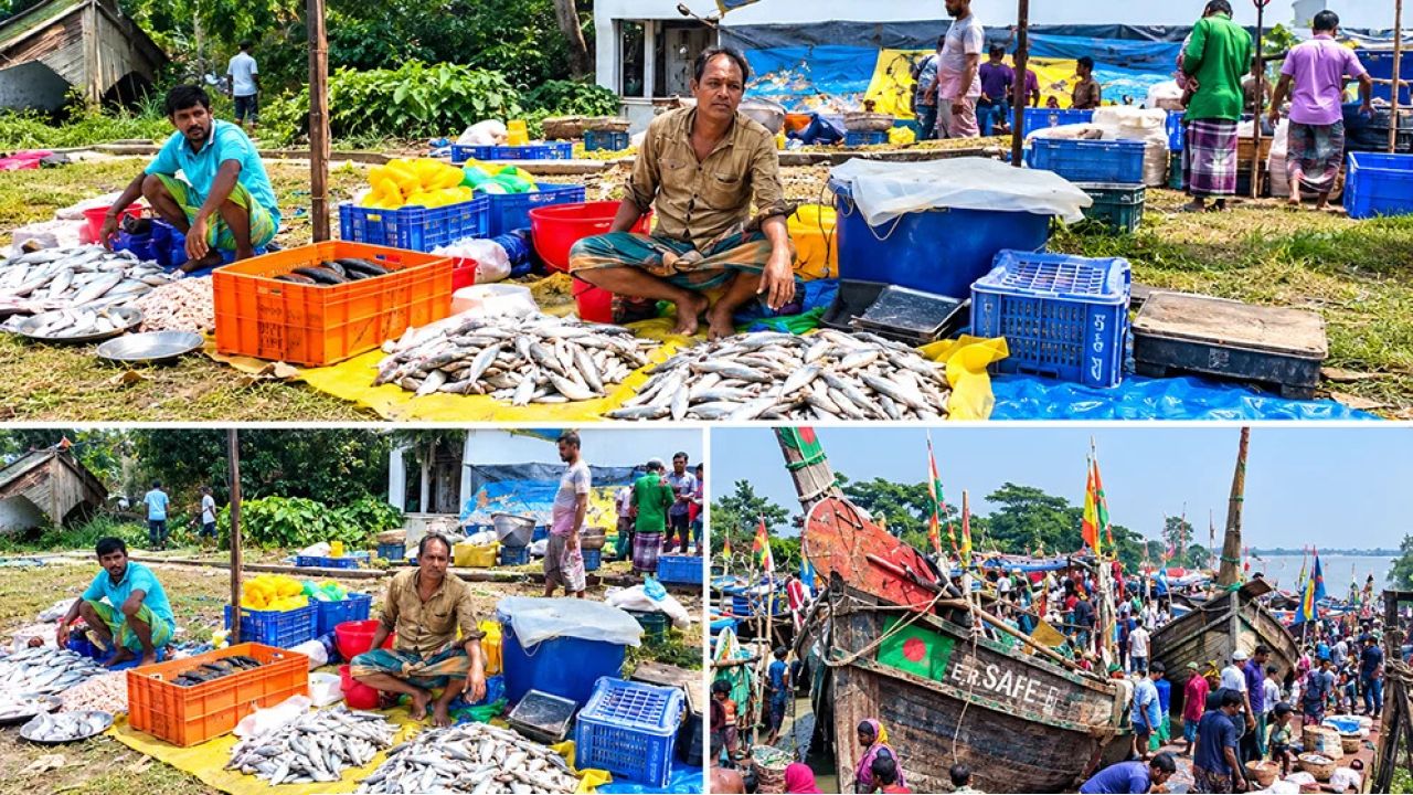 নিষেধাজ্ঞার আগে পাথরঘাটায় ইলিশ বিক্রির ধুম, দামও চড়া